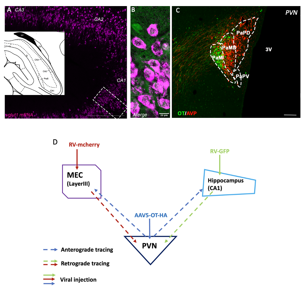 Oxytocin receptor anatomy and planned tracing experiments