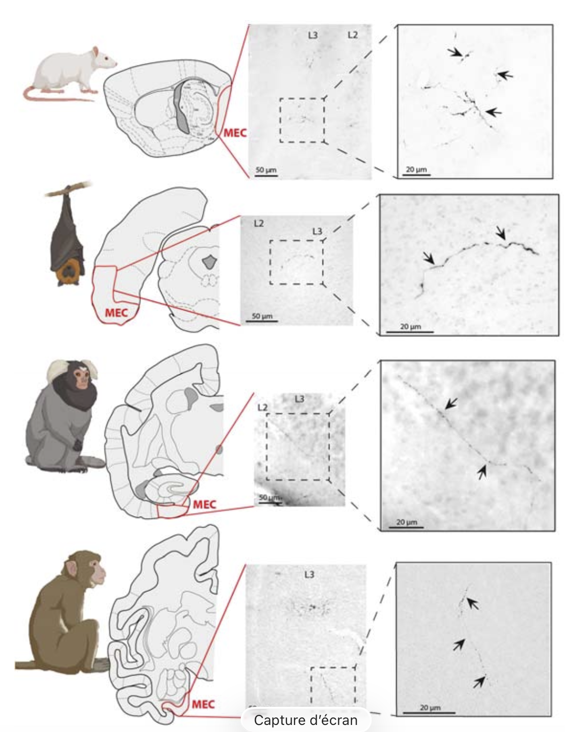 Comparative oxytocin anatomy across species