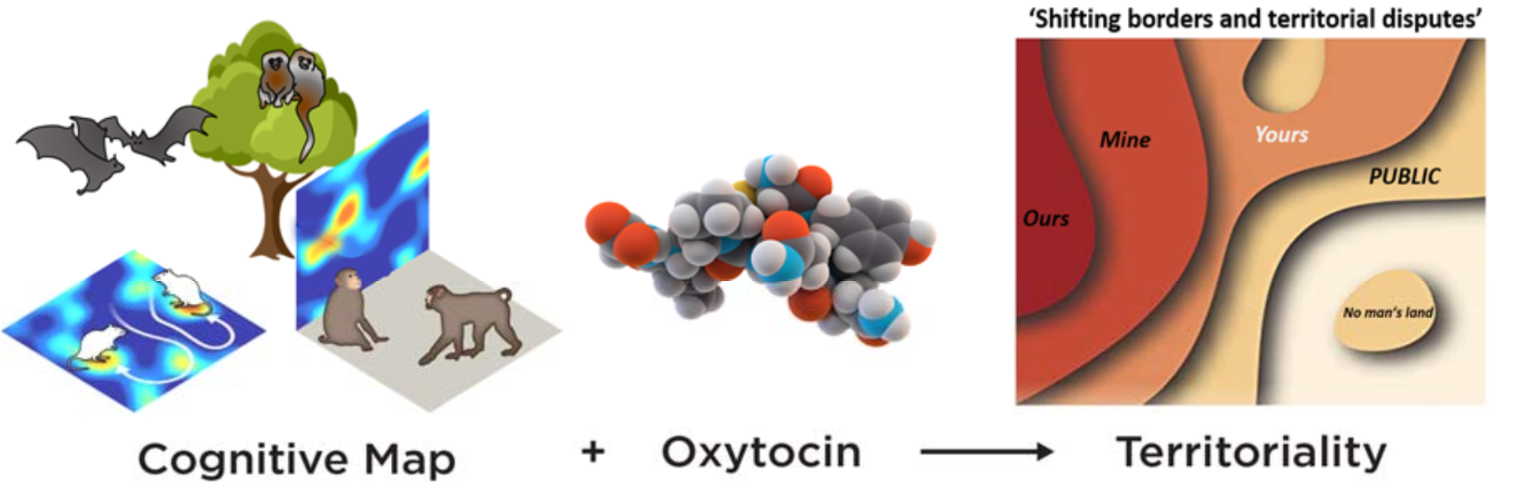 Cognitive map plus oxytocin leads to territoriality