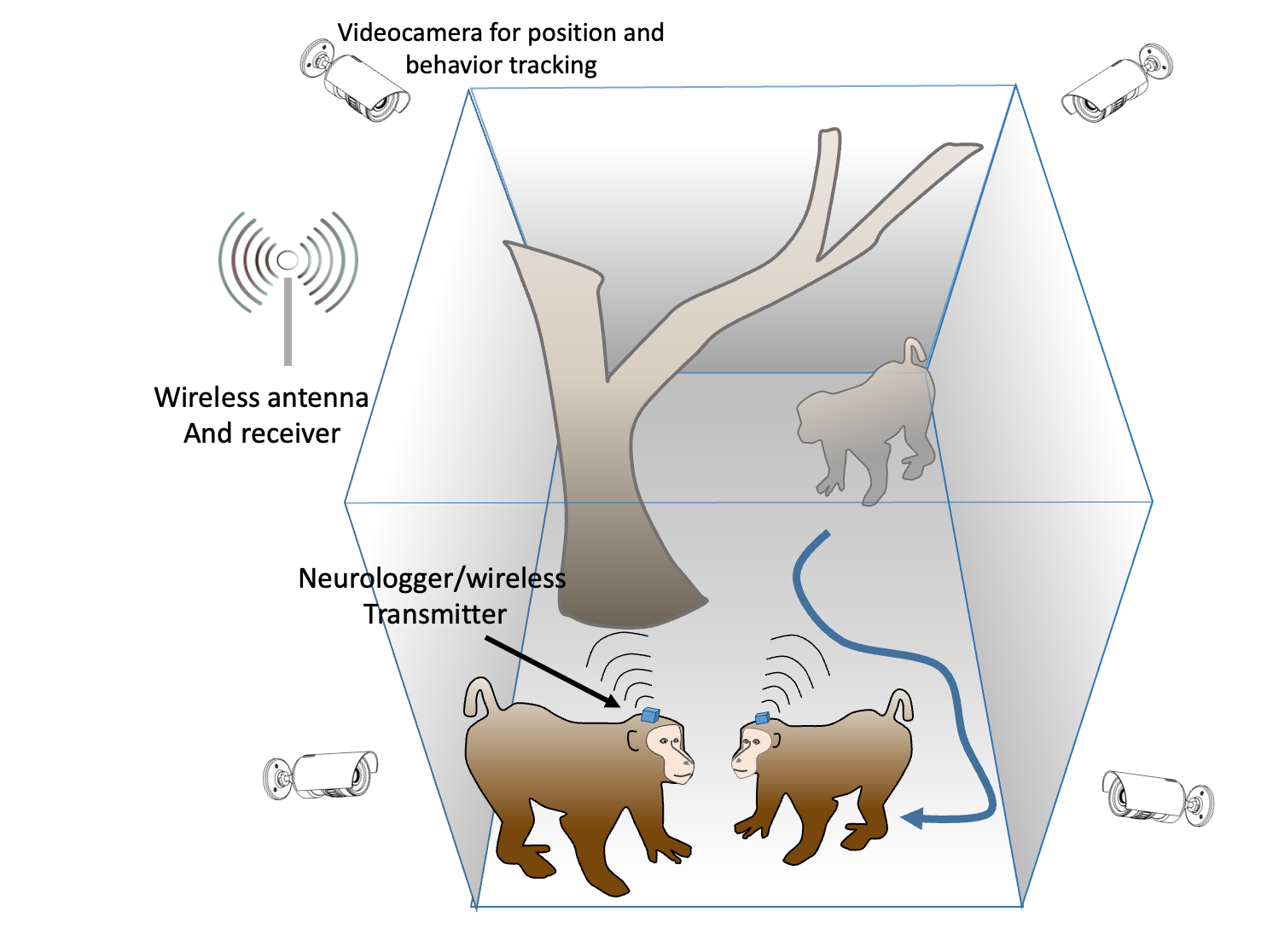 Wireless neural recording setup in freely interacting macaques
