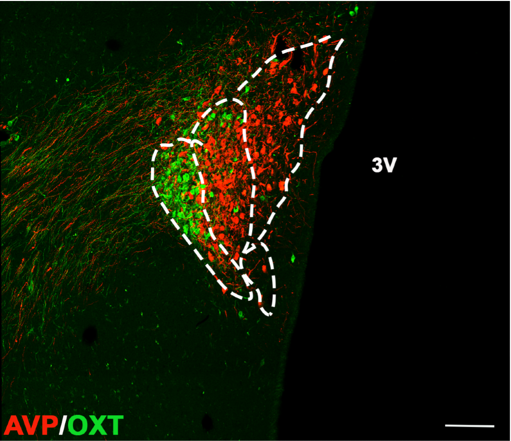 Macaque PVN oxytocin and vasopressin organization